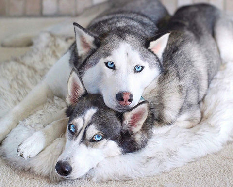 Memory Foam Fur Plush Pet Mat Blanket