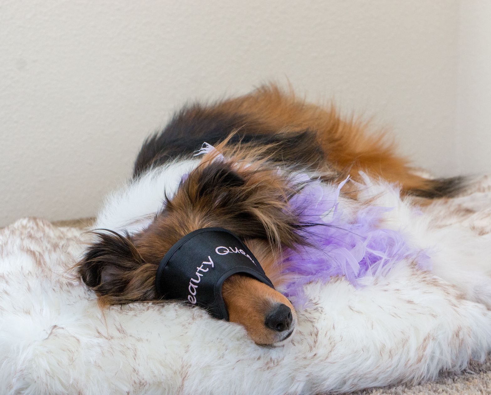 Memory Foam Fur Plush Pet Mat Blanket