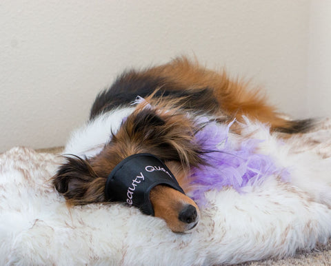 Memory Foam Fur Plush Pet Mat Blanket