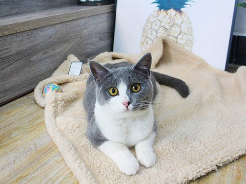 Plush Pet Mat Blanket