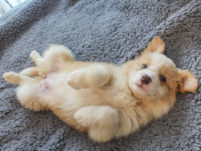 Plush Pet Mat Blanket