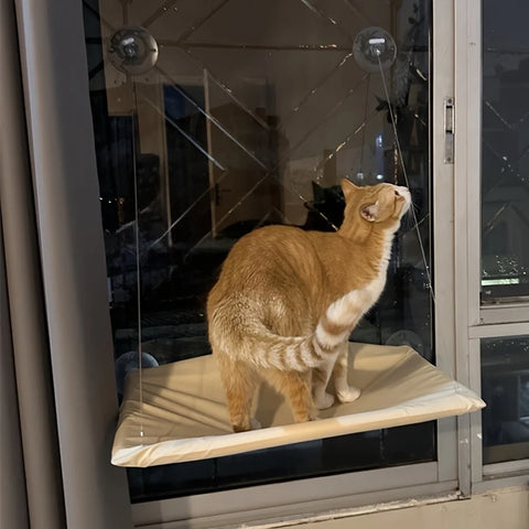 Cat Window Hammock Seat