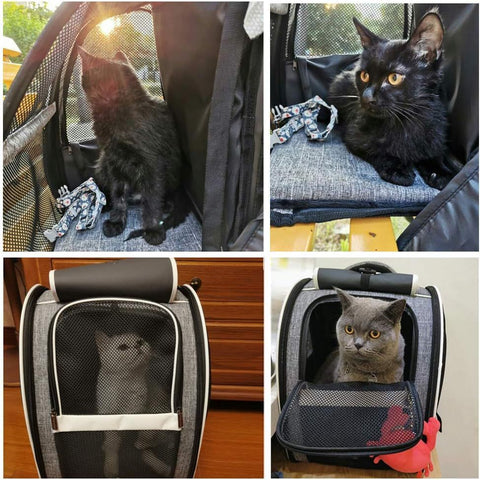 Bubble Pet Backpack Carrier